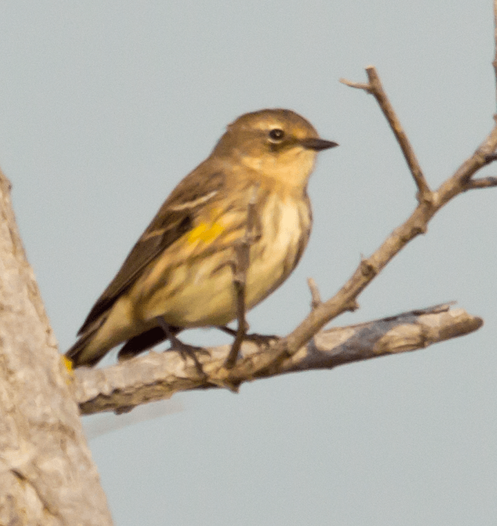 Yellow Rumped Warbler