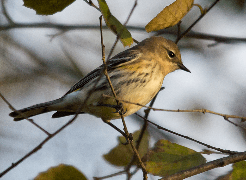 Yellow Rumped Warbler
