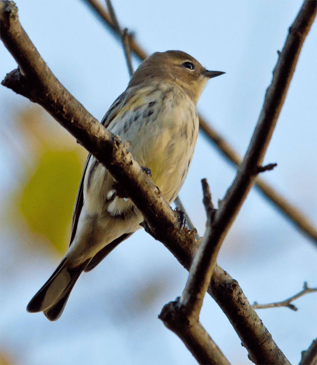 Yellow Rumped Warbler