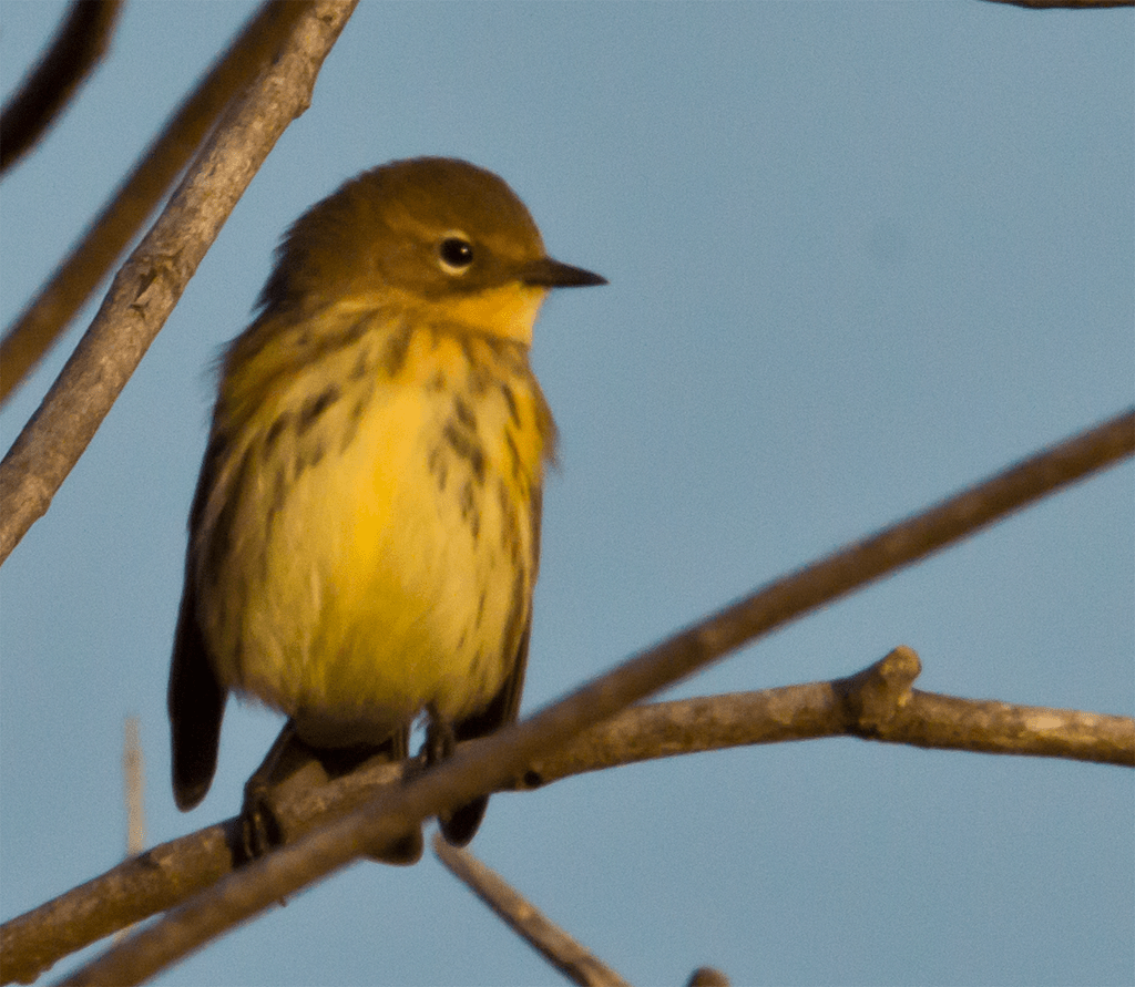 Yellow Rumped Warbler