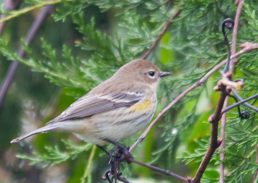 Yellow Rumped Warbler