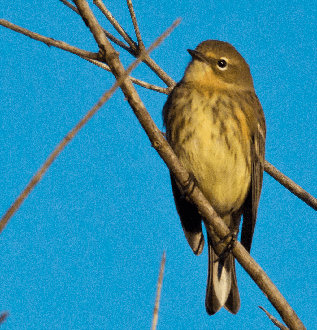 Yellow Rumped Warbler