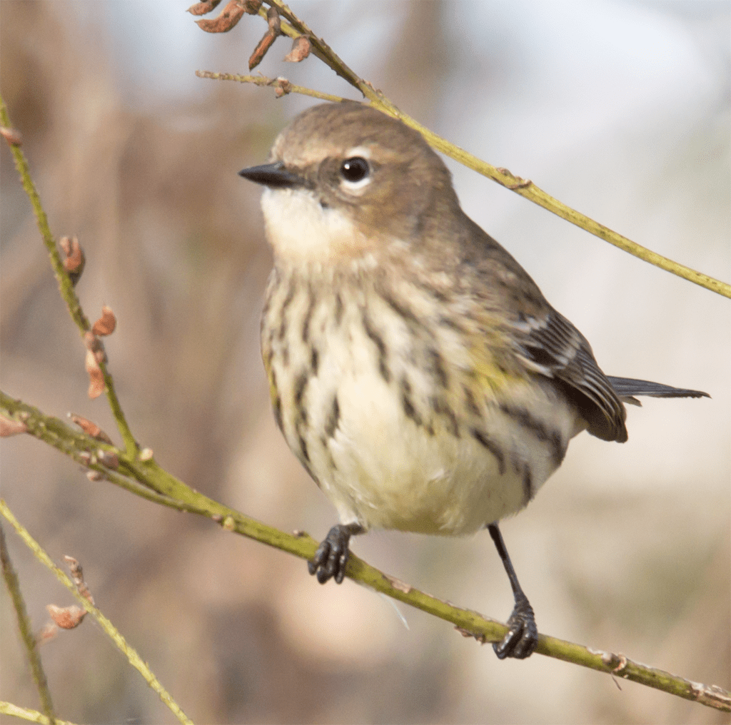 Yellow Rumped Warbler