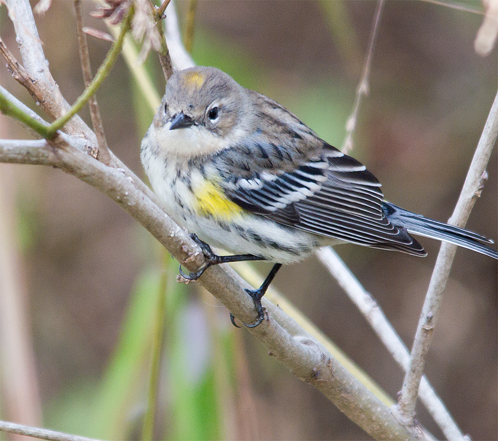 Yellow Rumped Warbler
