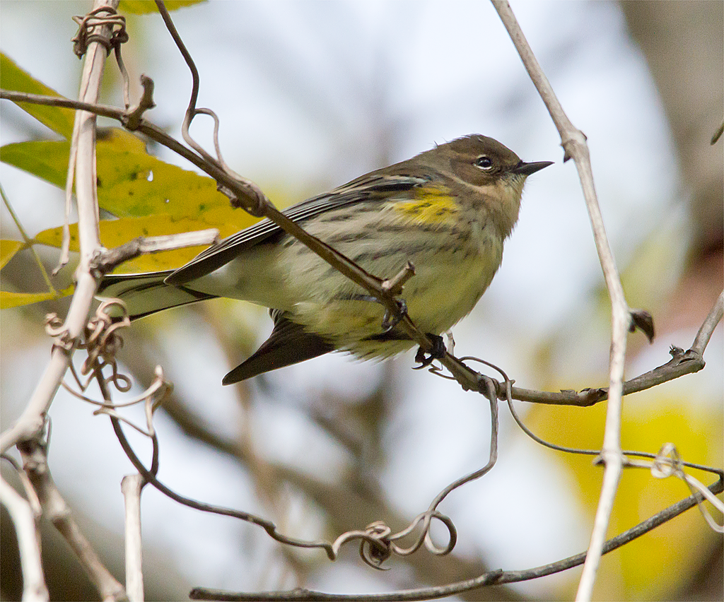 Yellow Rumped Warbler