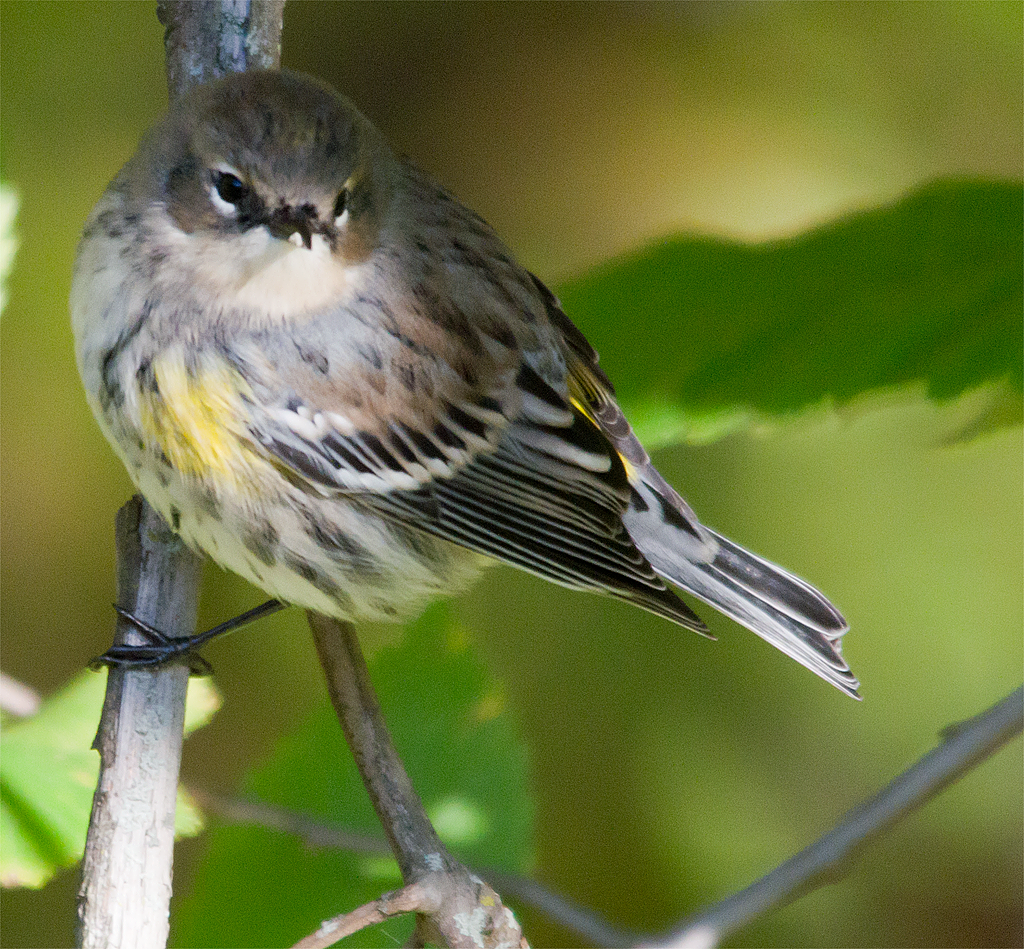 Yellow Rumped Warbler