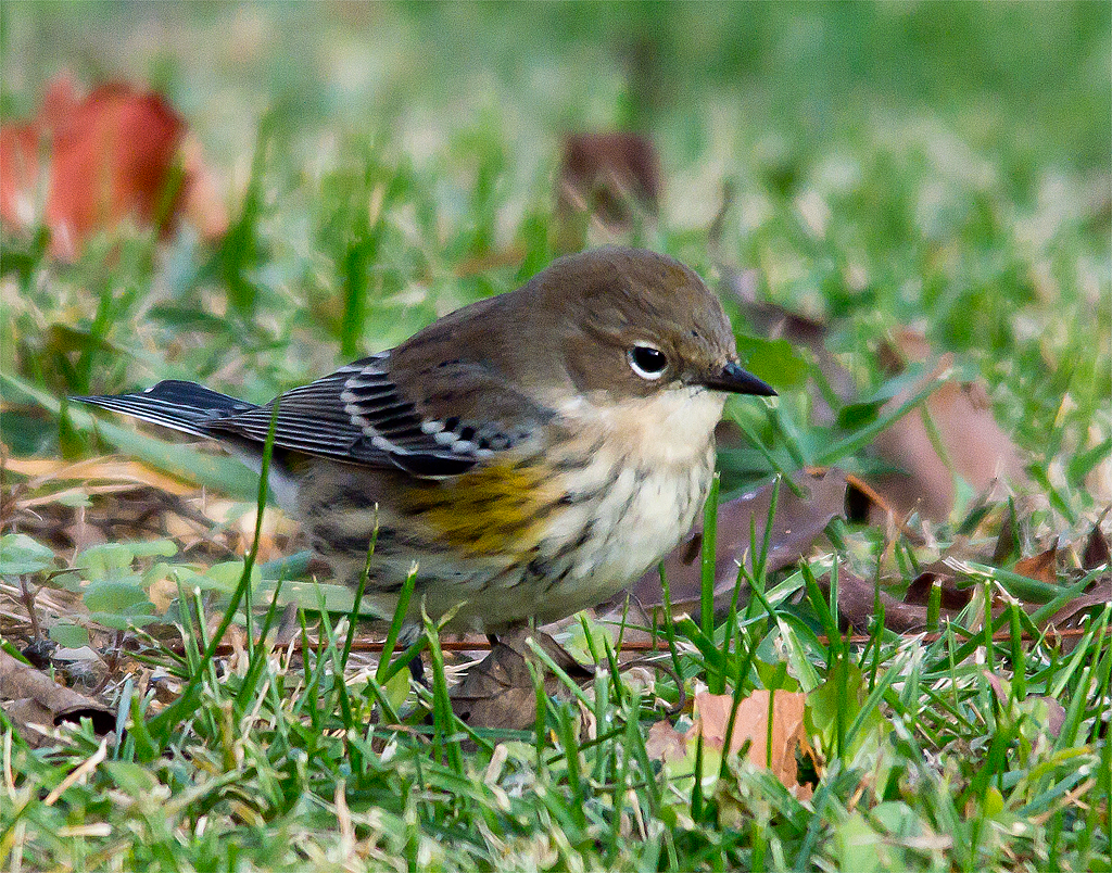 Yellow Rumped Warbler