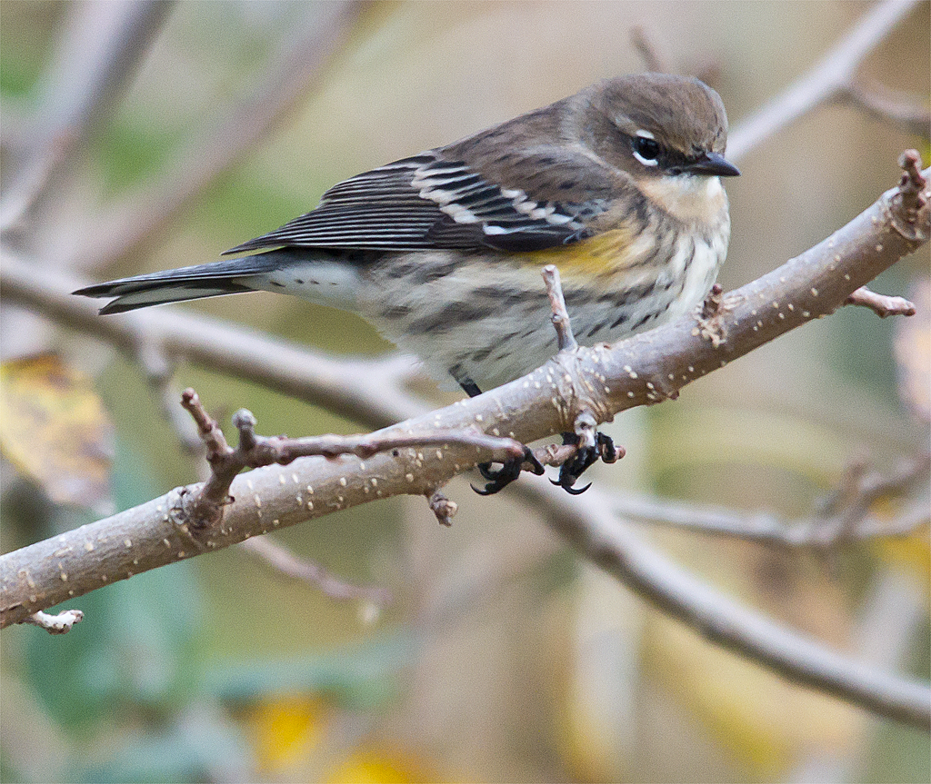 Yellow Rumped Warbler