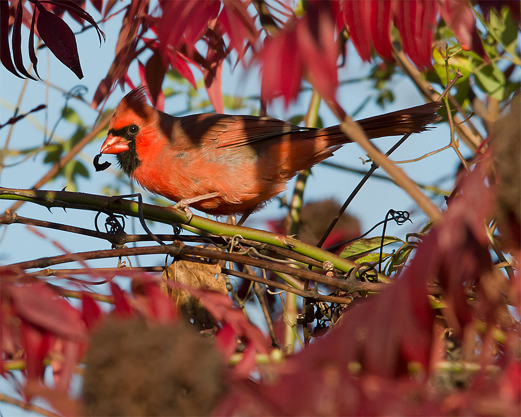 Cardinal