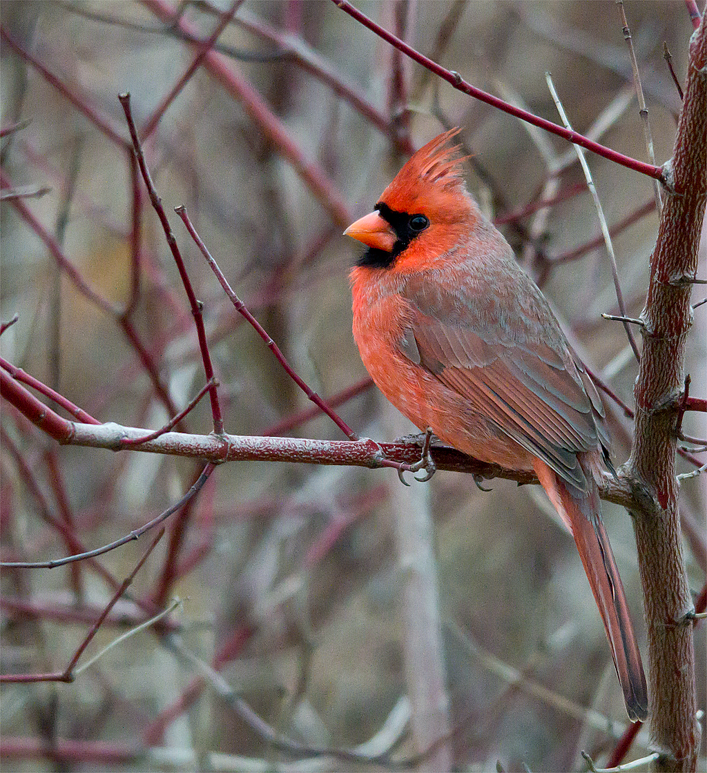 Northern Cardinal
