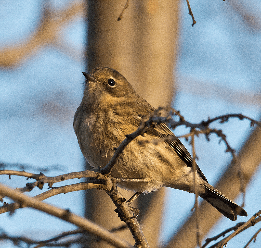 Yellow Rumped Warbler