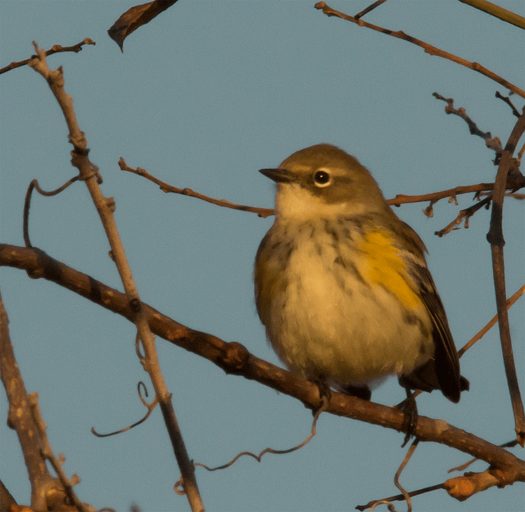 Yellow Rumped Warbler
