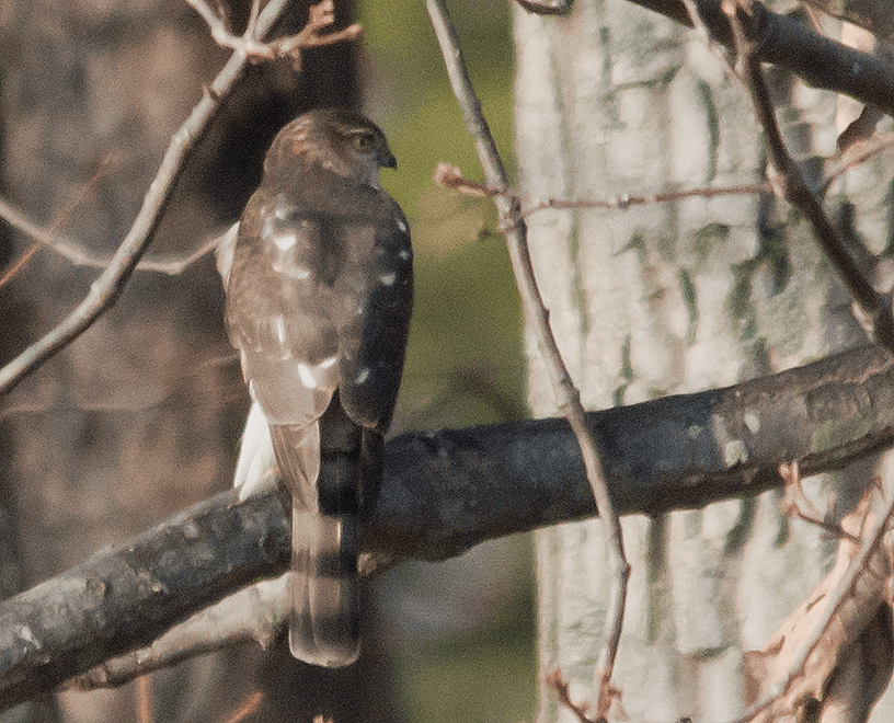 Sharp Shin Hawk