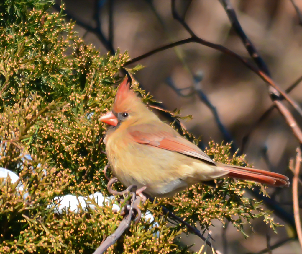 Northern Cardinal