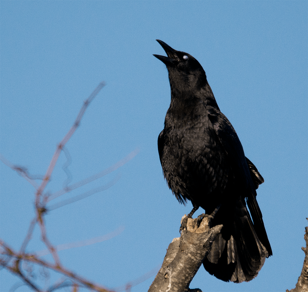 American Crow