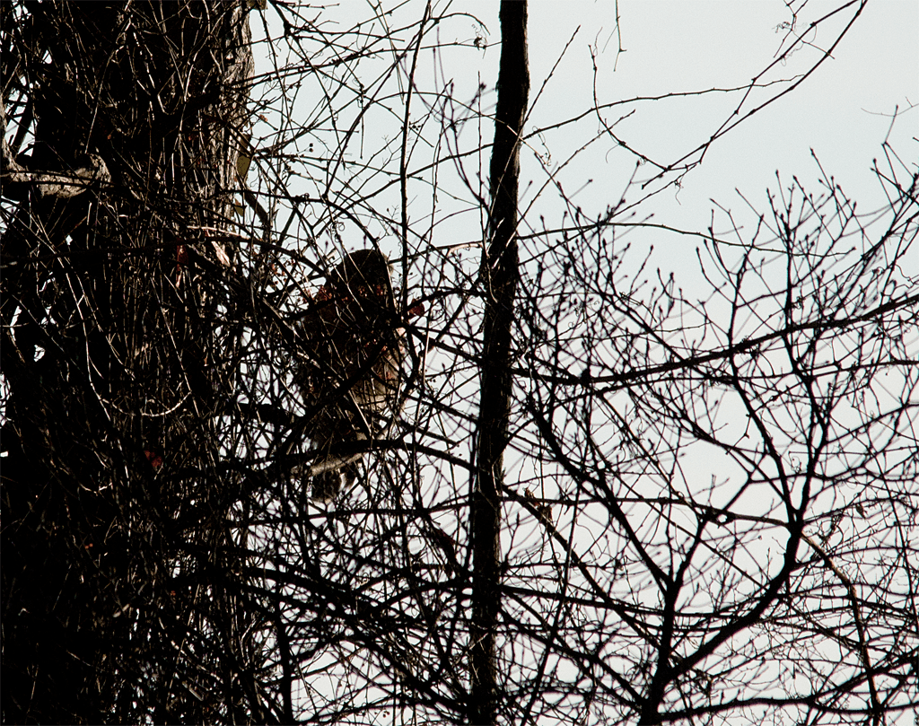 Hawk