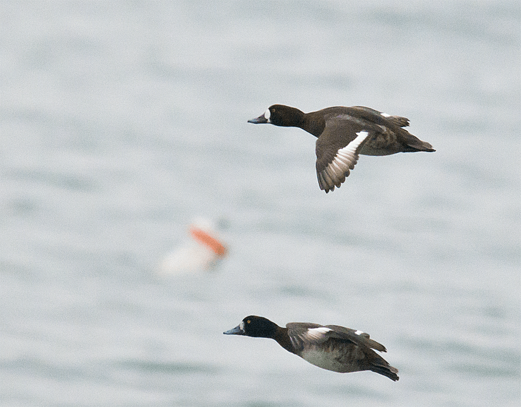 Lesser Scaup