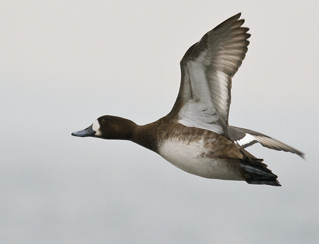 Lesser Scaup