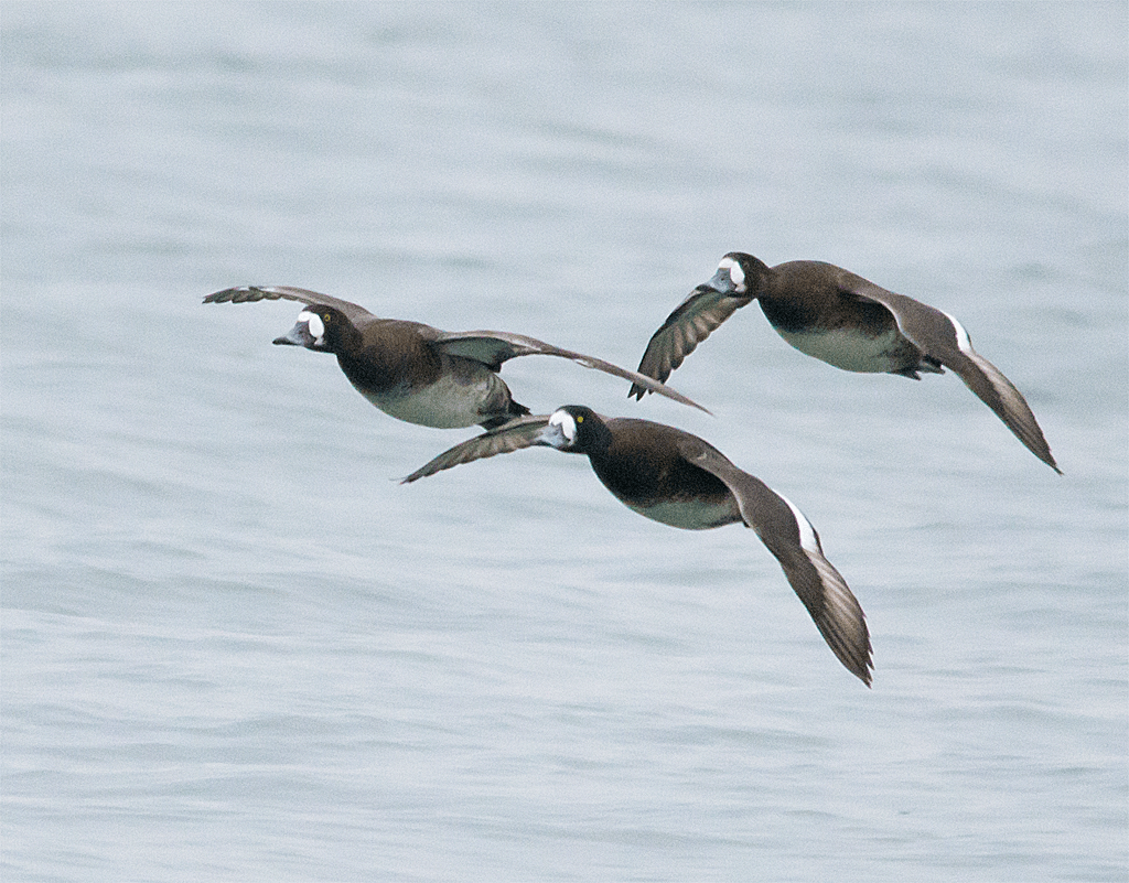 Lesser Scaup
