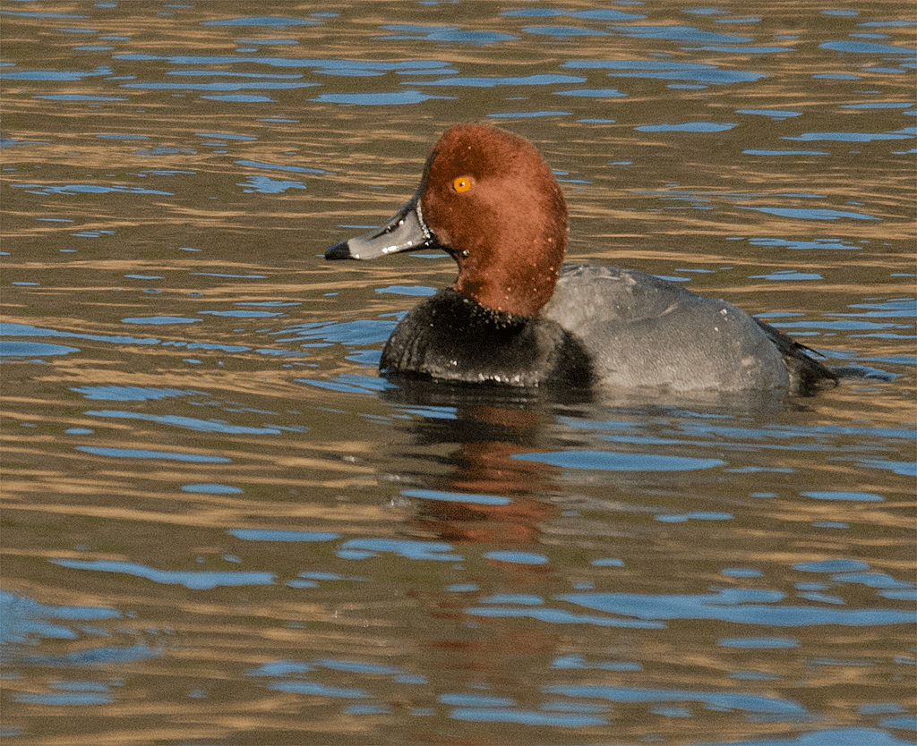 Redhead