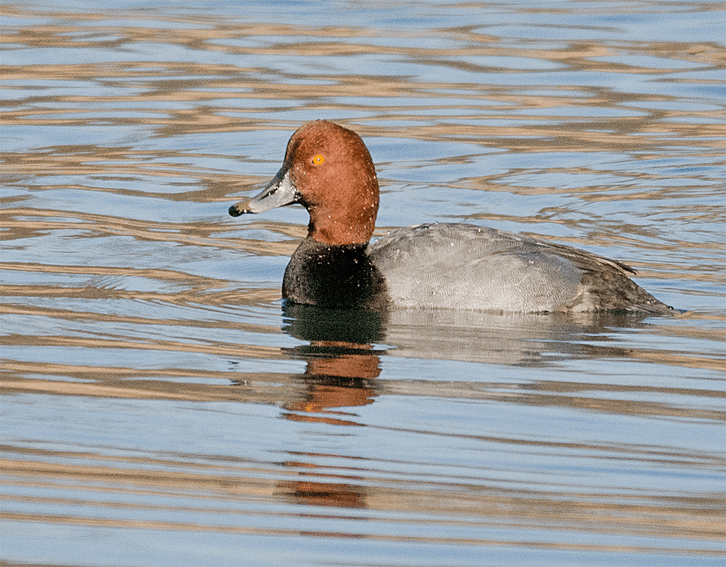 Redhead