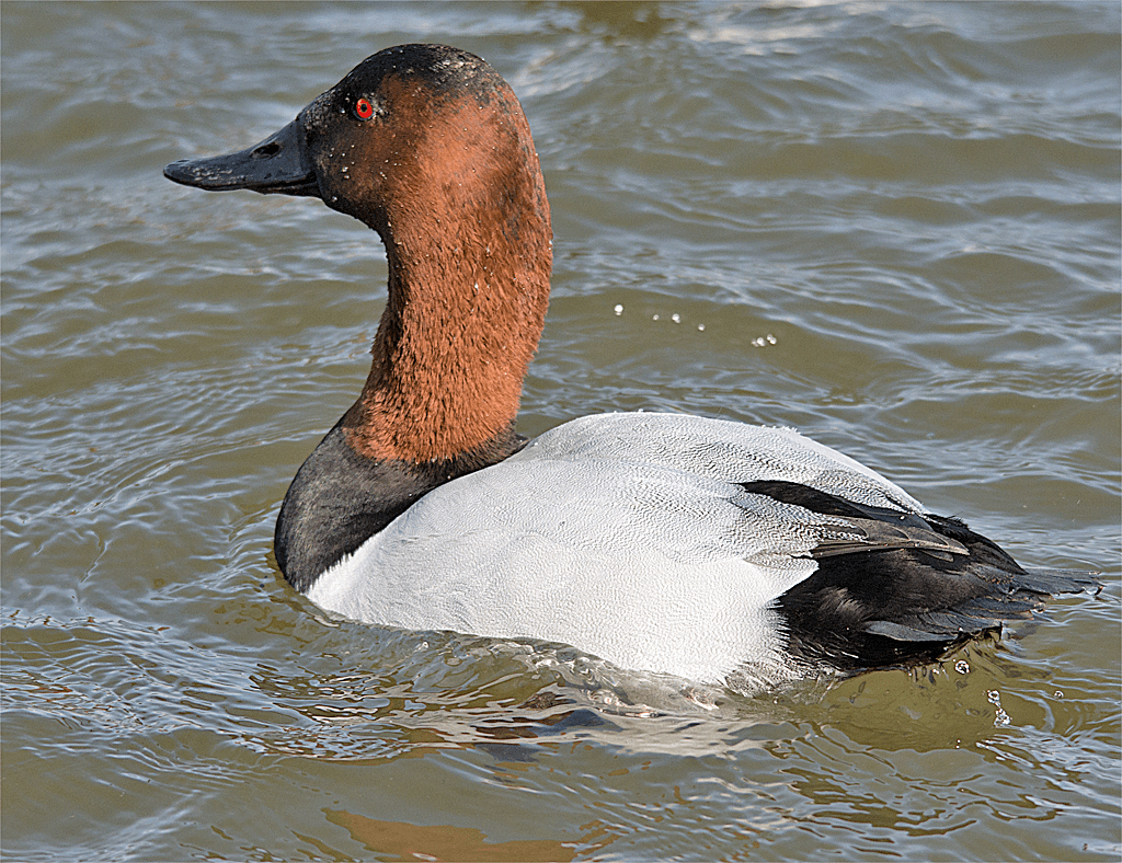 Canvasback 97