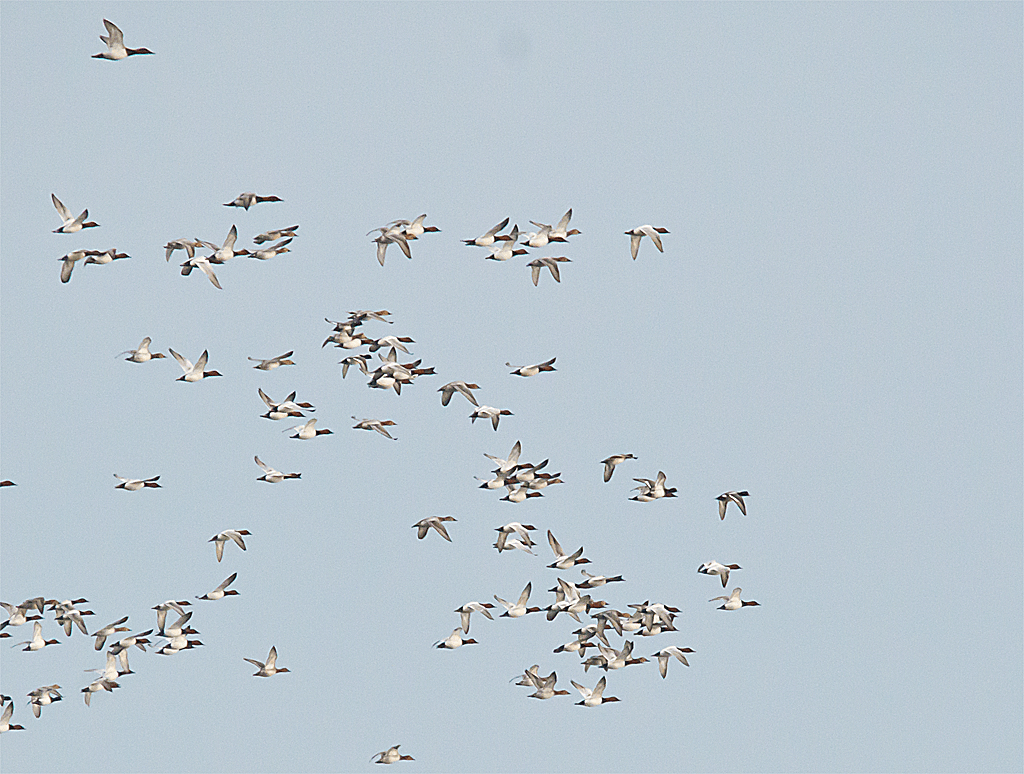 Canvasback 99
