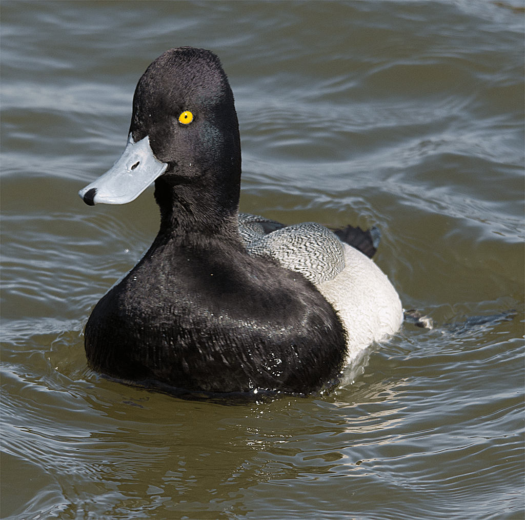 Lesser Scaup 167