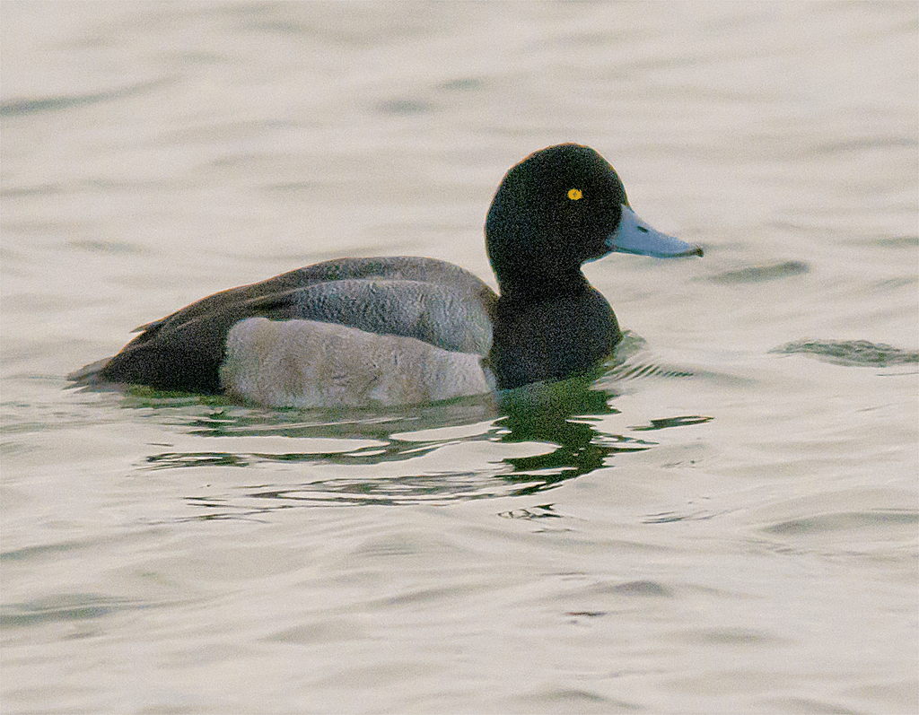 Lesser Scaup 169