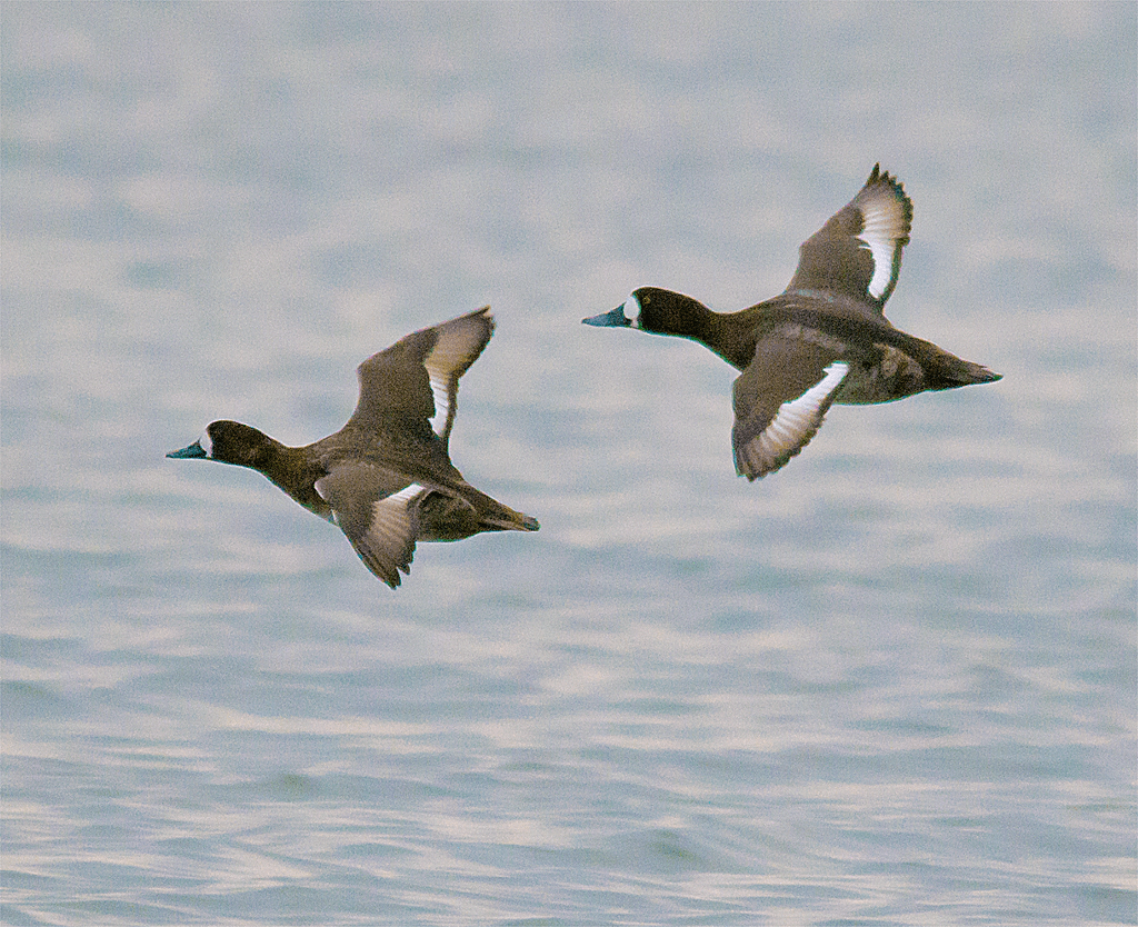 Lesser Scaup 170