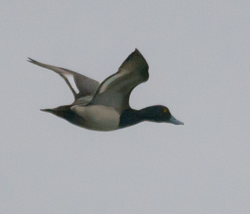 Lesser Scaup 171