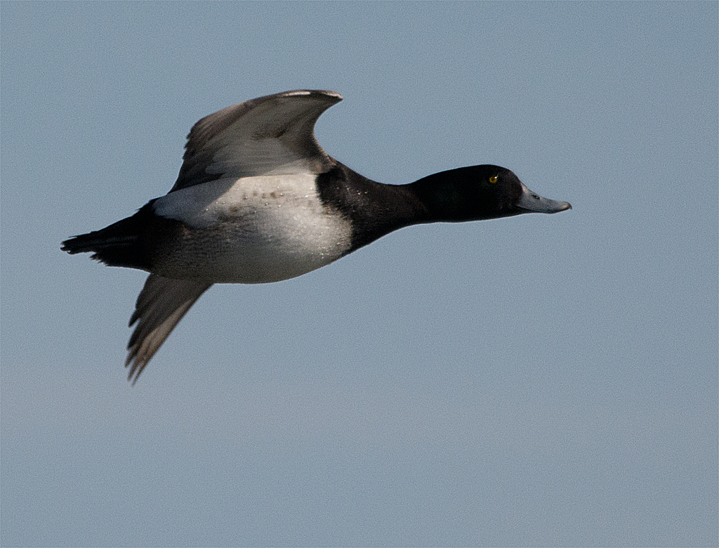 Lesser Scaup 182