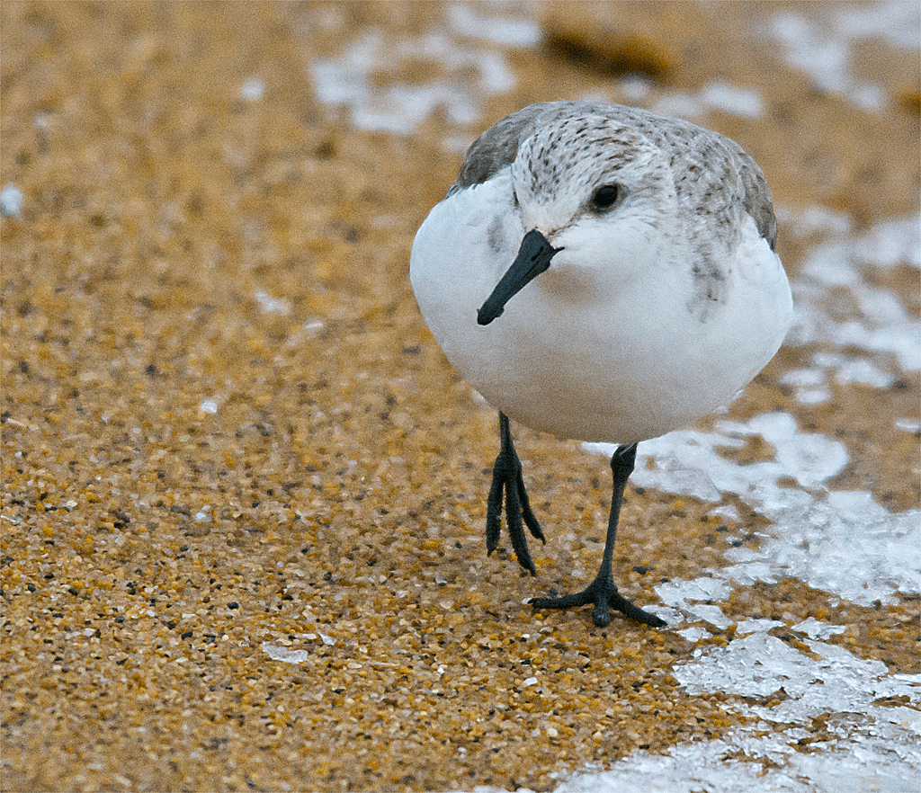 Sanderling 9
