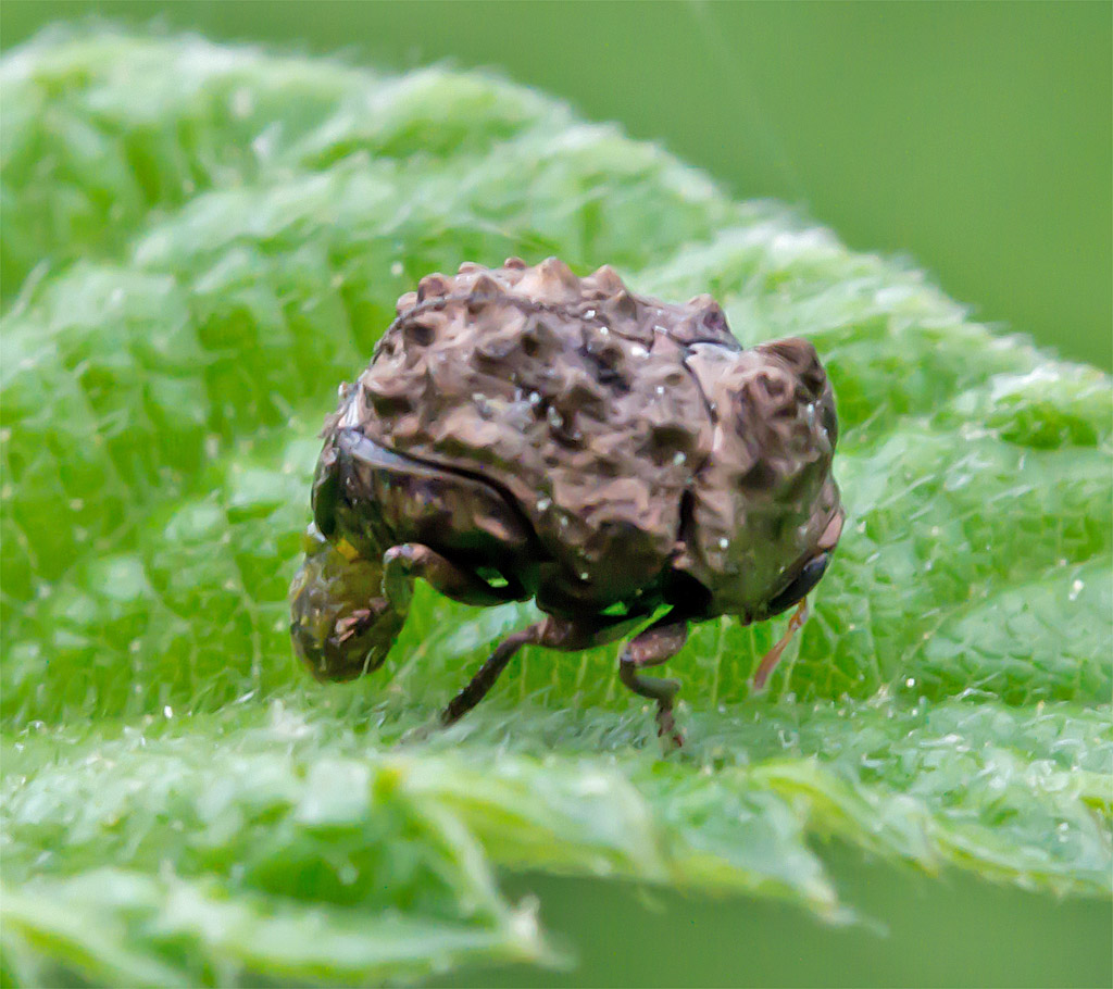 Insect 658