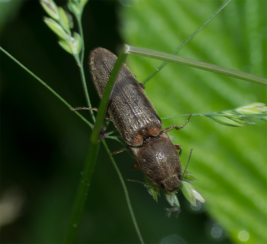 Insect 660