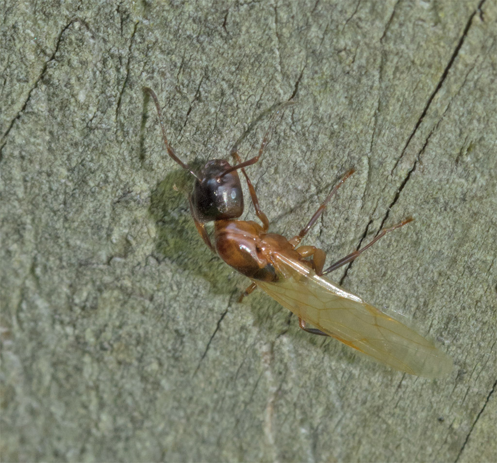 Insect 663