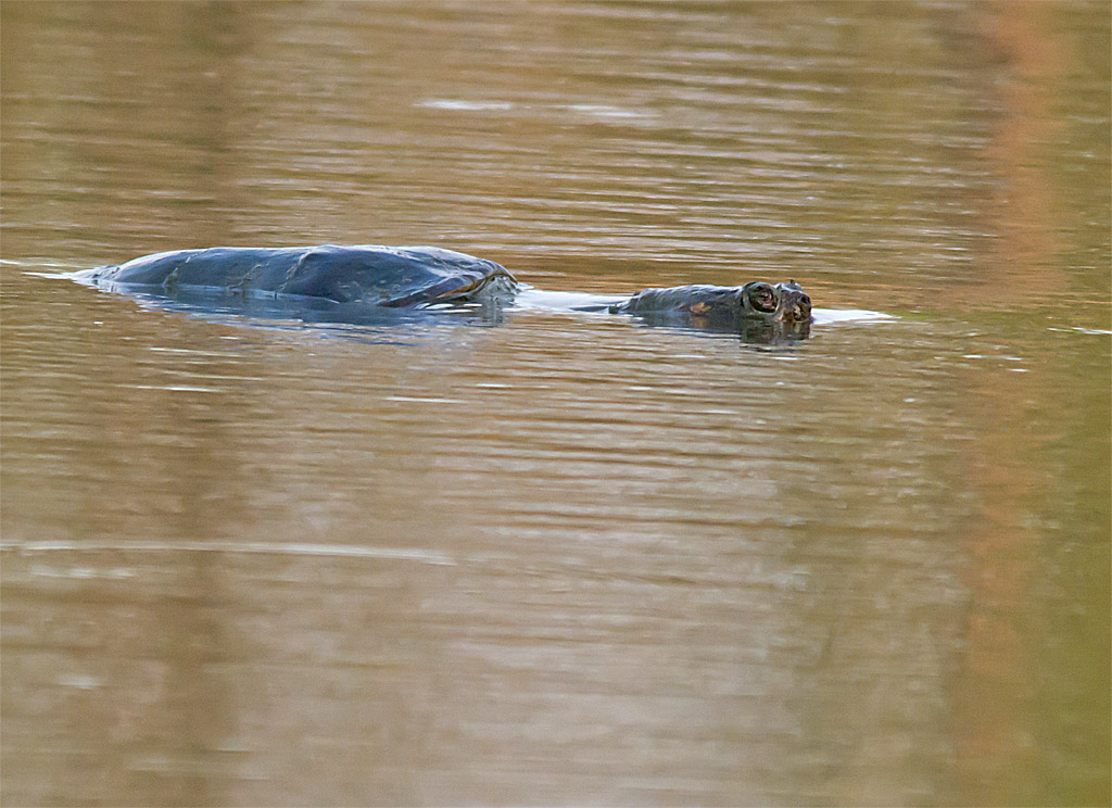 Snapping Turtle 7