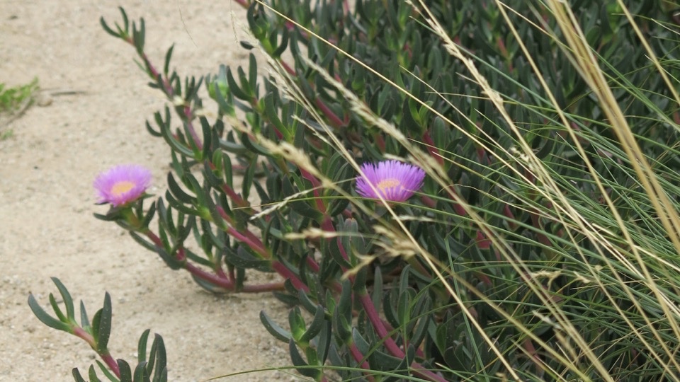 LHL-landscape-architect-seaforth-front-entry-pigface