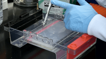 PCR and Gel Electrophoresis – Week 2, Part 2