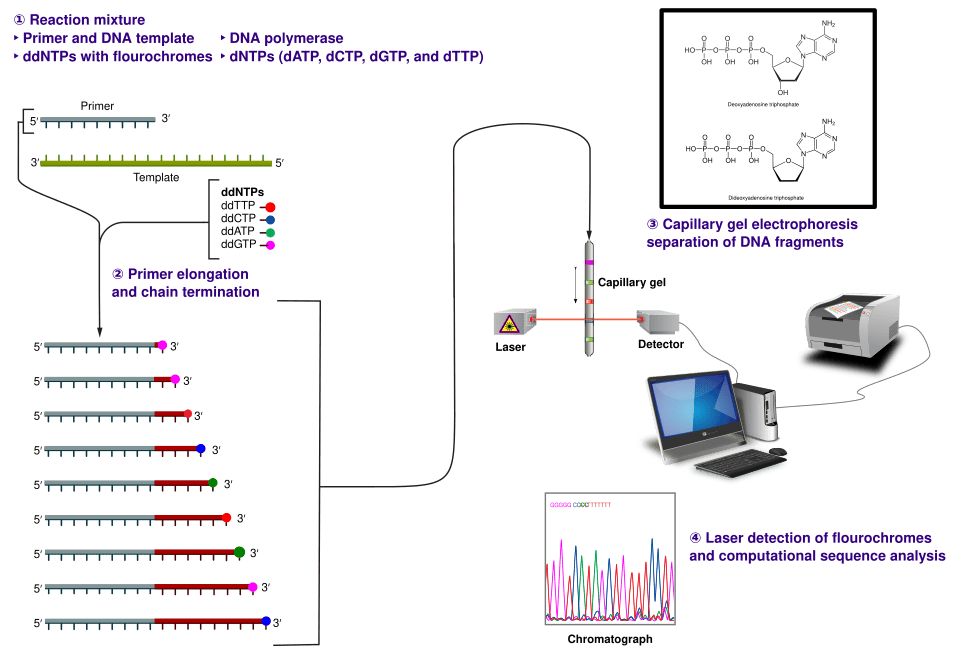 Educational diagram showing a sequencing primer, chain-terminating nucleotides, capillary separation, and a DNA sequence readout