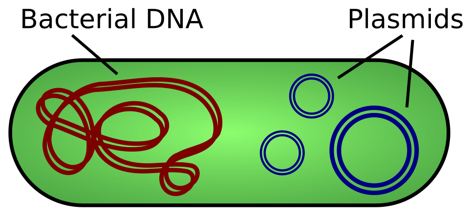 Educational diagram of a bacterium containing chromosomal DNA and several circular plasmids