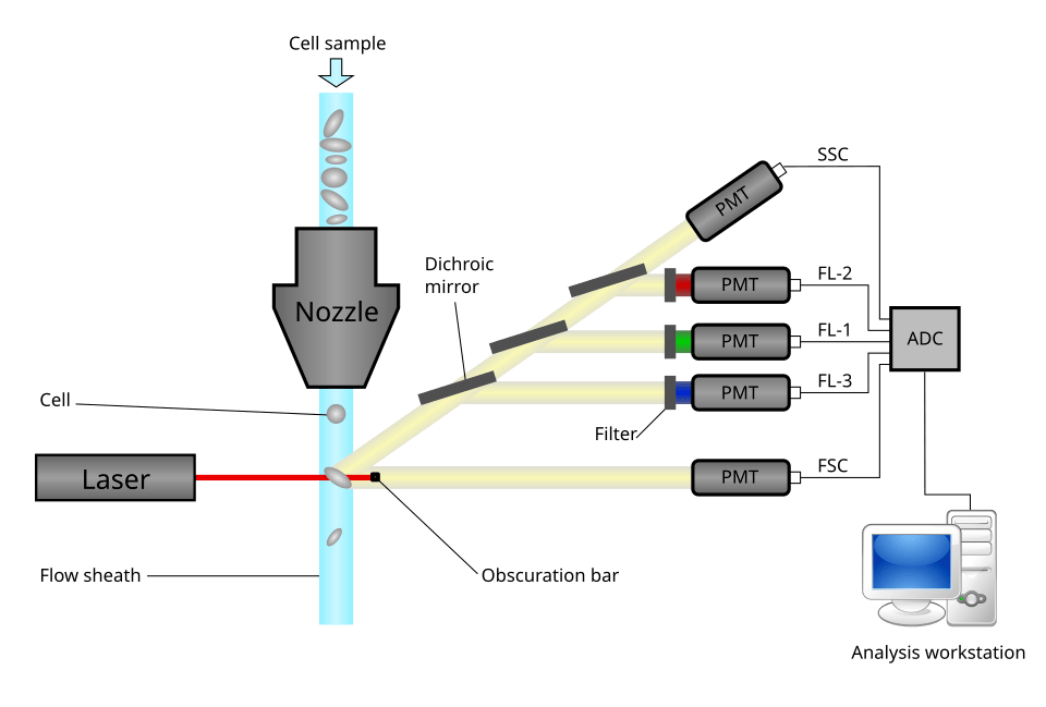 Schematic showing cells moving through a flow cytometer, laser detection, optical filters, and computer data acquisition