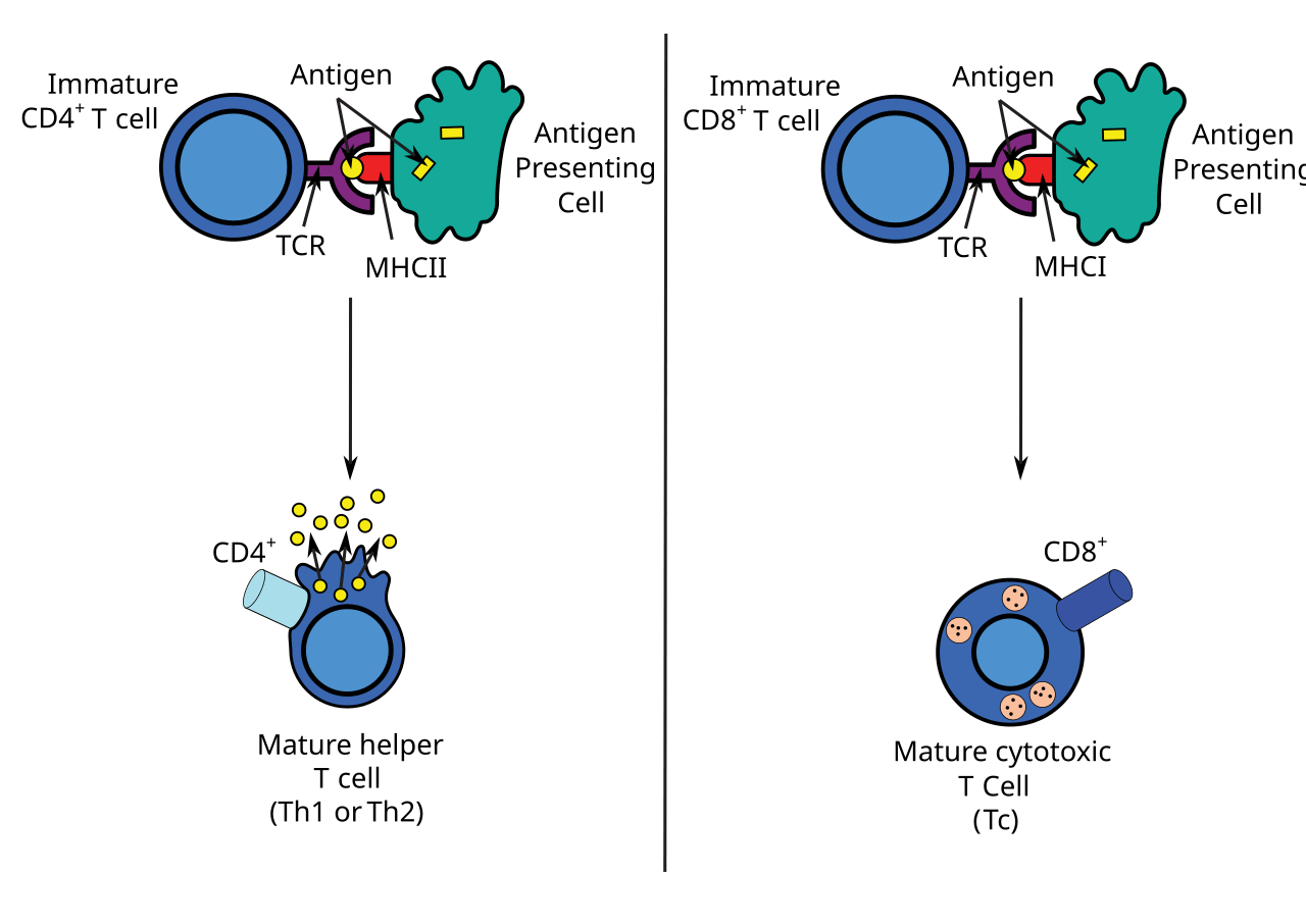 Educational diagram showing antigen presentation and T cell recognition