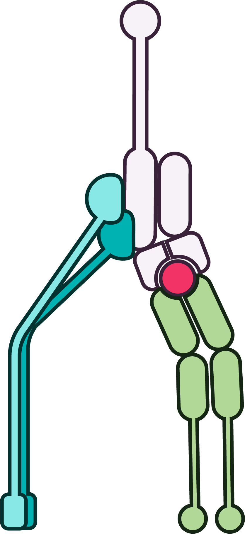 NIH BioArt illustration of an MHC class I molecule presenting peptide to a CD8 T cell receptor