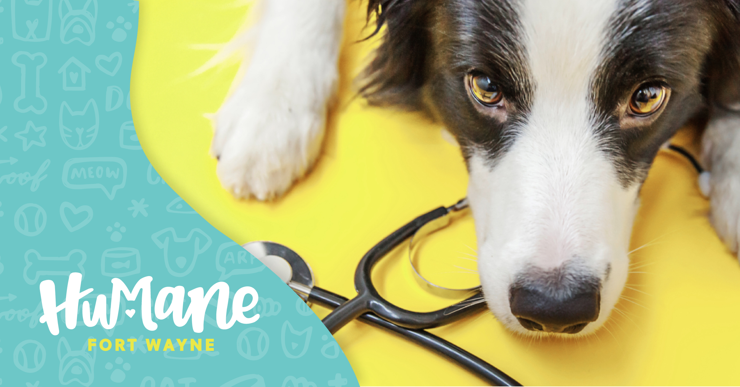 clinic services - humane fort wayne on fort wayne emergency veterinary hospital