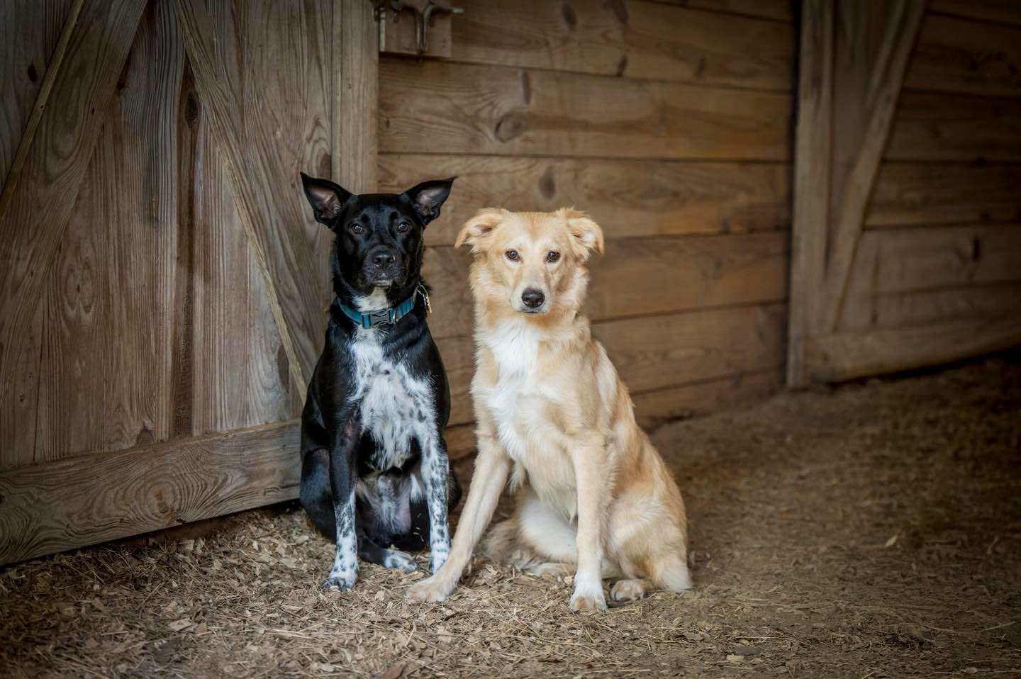 Max & Gabby