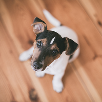 Adoptable dogs in northwest montana