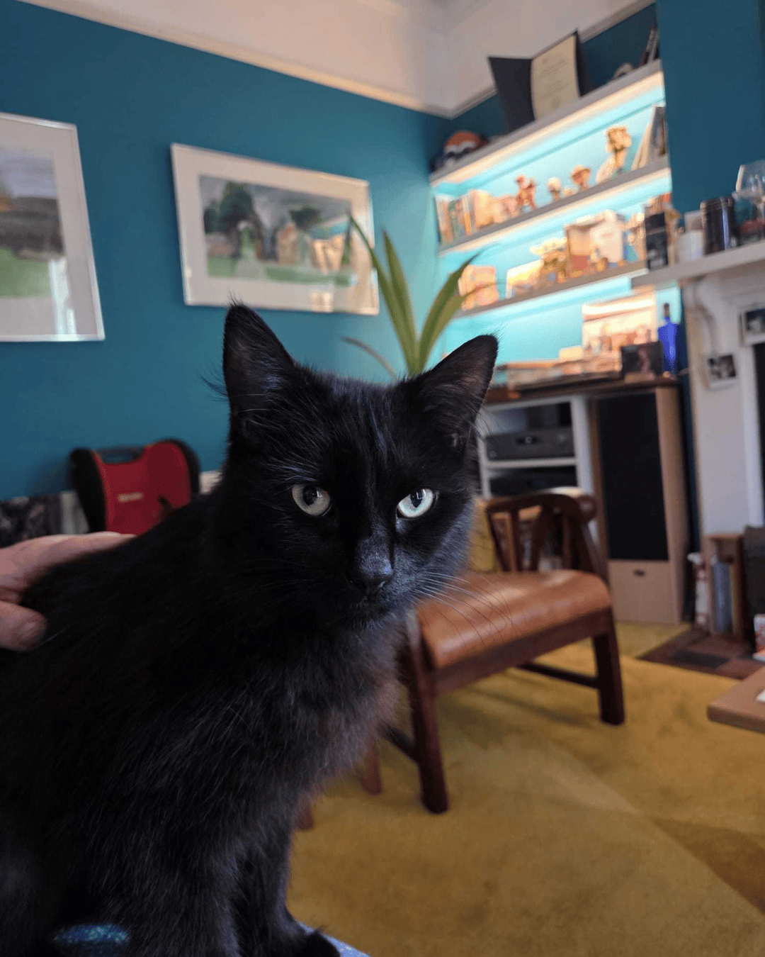 Black Cat Day: why superstition has no place in cat adoption
