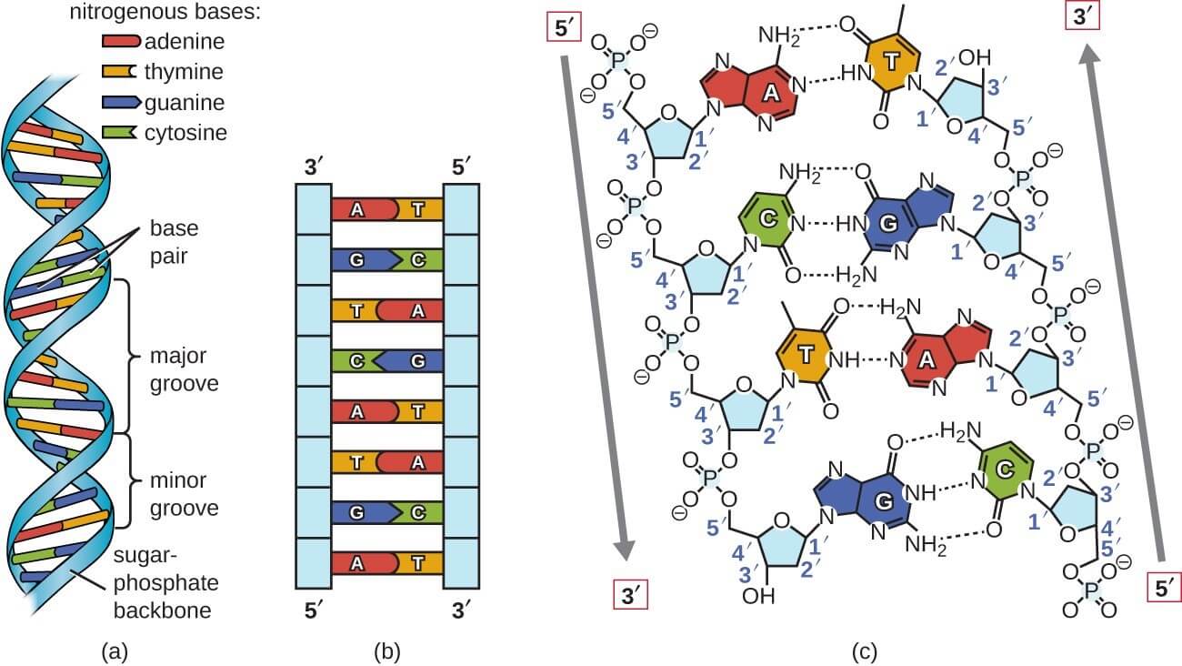Dna structure & function: a simple guide for beginners