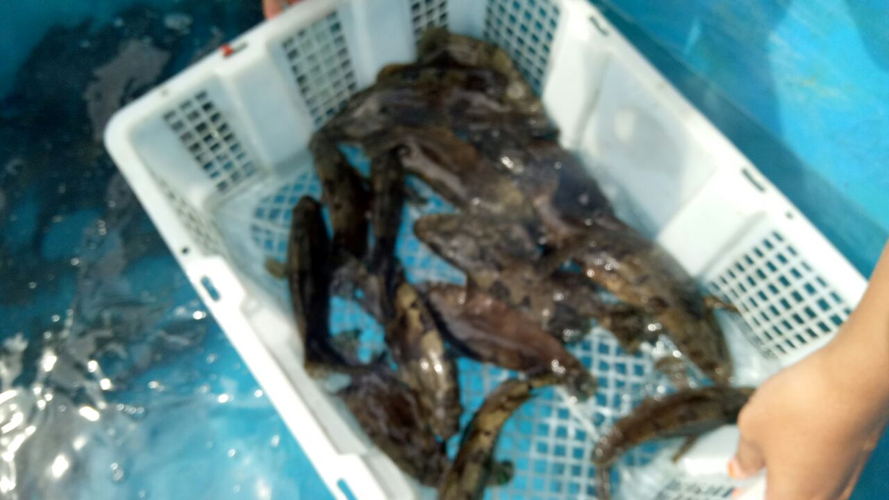 Free Gambar Ikan Kerapu PNG 1 PNG Image Terupdate by www.lampunghits.com